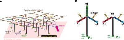 Extracellular Superoxide Dismutase, the Endothelial Basement Membrane, and the WNT Pathway: New Players in Vascular Normalization and Tumor Infiltration by T-Cells